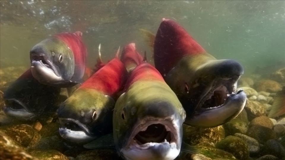 Landlocked Switzerland's Taste For Seafood Is Raising A Stink Landlocked Switzerland's Taste For Seafood Is Raising A Stink