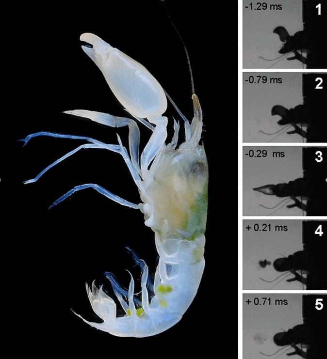 What A Shrimp Can Teach Us About Nuclear Fusion