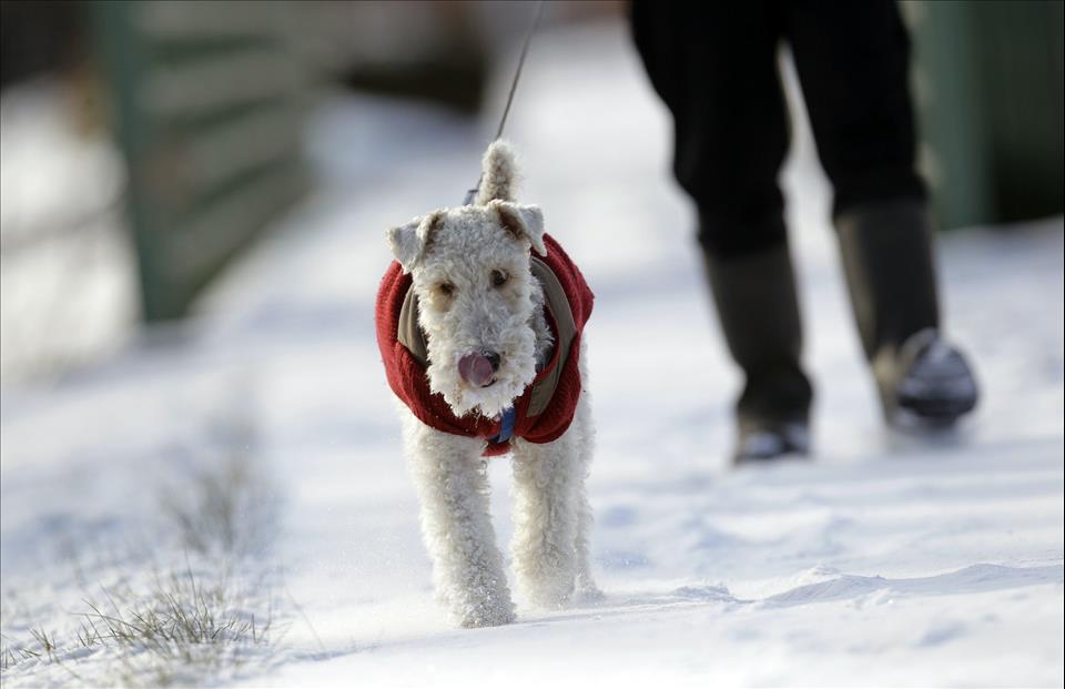 Dog Care Below Freezing − How To Keep Your Pet Warm And Safe From Cold