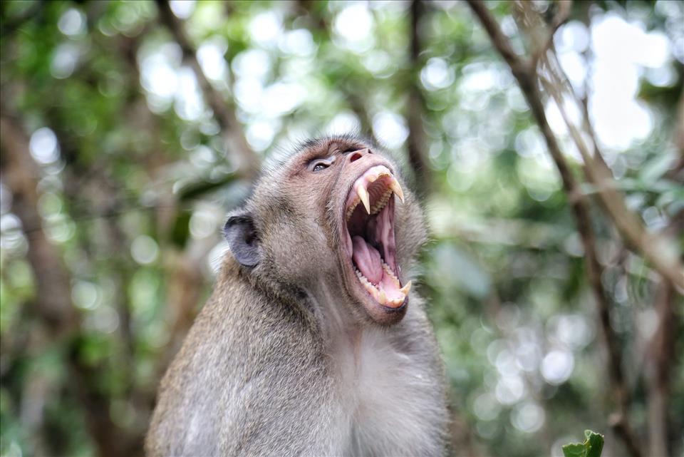 Mengapa monyet menyerang manusia – seorang ahli primata menjelaskan