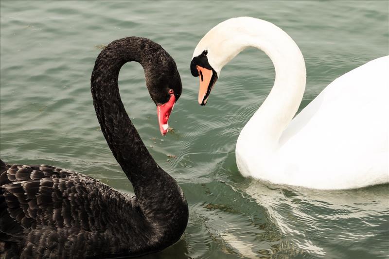 Black Swan Turns White On US Debt Default Probability