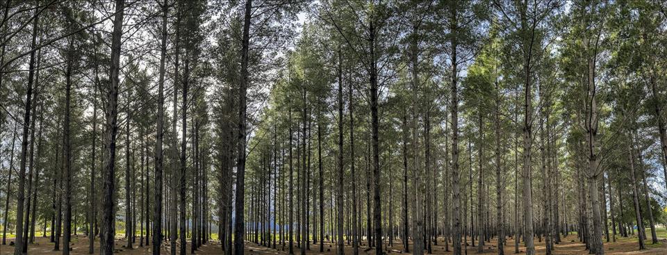 A Mystery Disease Hit South Africa's Pine Trees 40 Years Ago: New DNA Technology Has Found The Killer