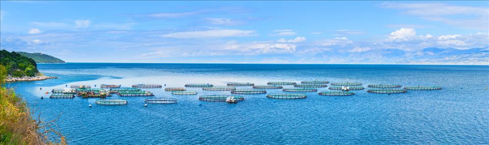 Cage Culture in Aquaculture