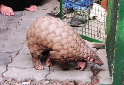 Pangolin Rescued, One Poacher Held By STF In Odisha