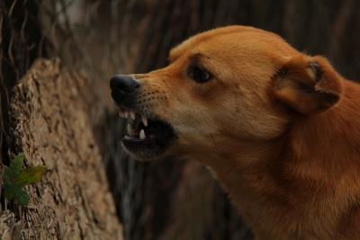 Delhi HC Quashes FIR Over Dog Bite Following Amicable Settlement