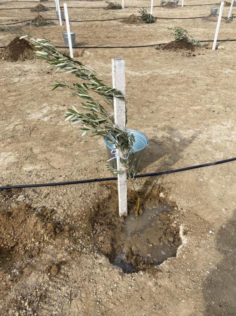 Azerbaijan Carries Out Reforestation Activities In 2023 On Area Of About 7,000 Ha
