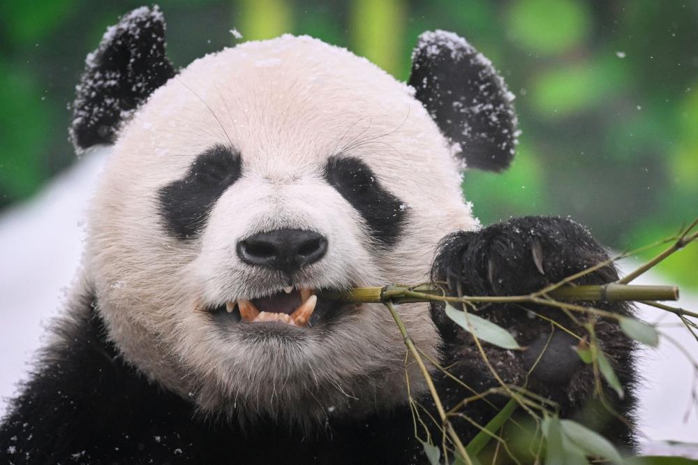 Here's What Happened To A Man Who Broke A Panda Park's Strict Dietary Rules