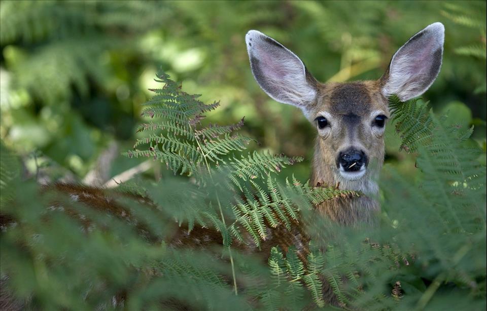 Chronic Wasting Disease Has Been Detected In British Columbia Deer, And ...