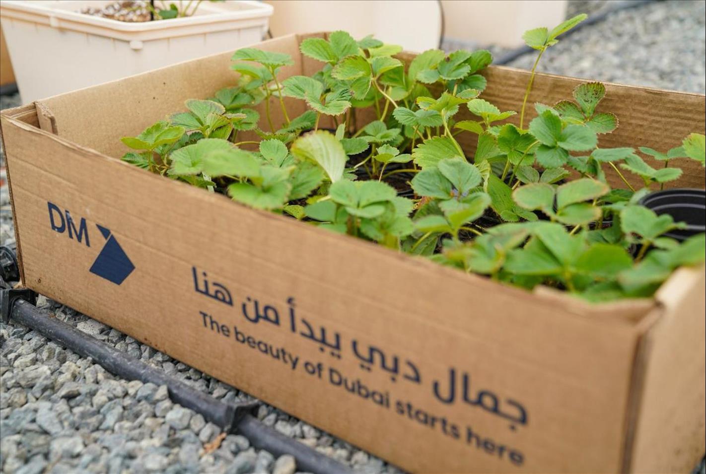 MUST-DO ACTIVITIES AT THE HATTA FARMING FESTIVAL ANNOUNCED