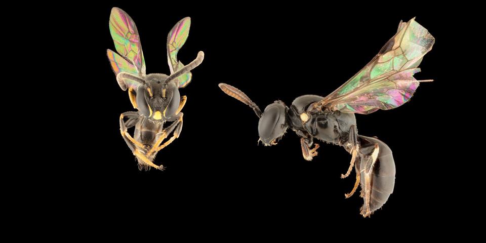 Secrets In The Canopy: Scientists Discover 8 Striking New Bee Species In The Pacific
