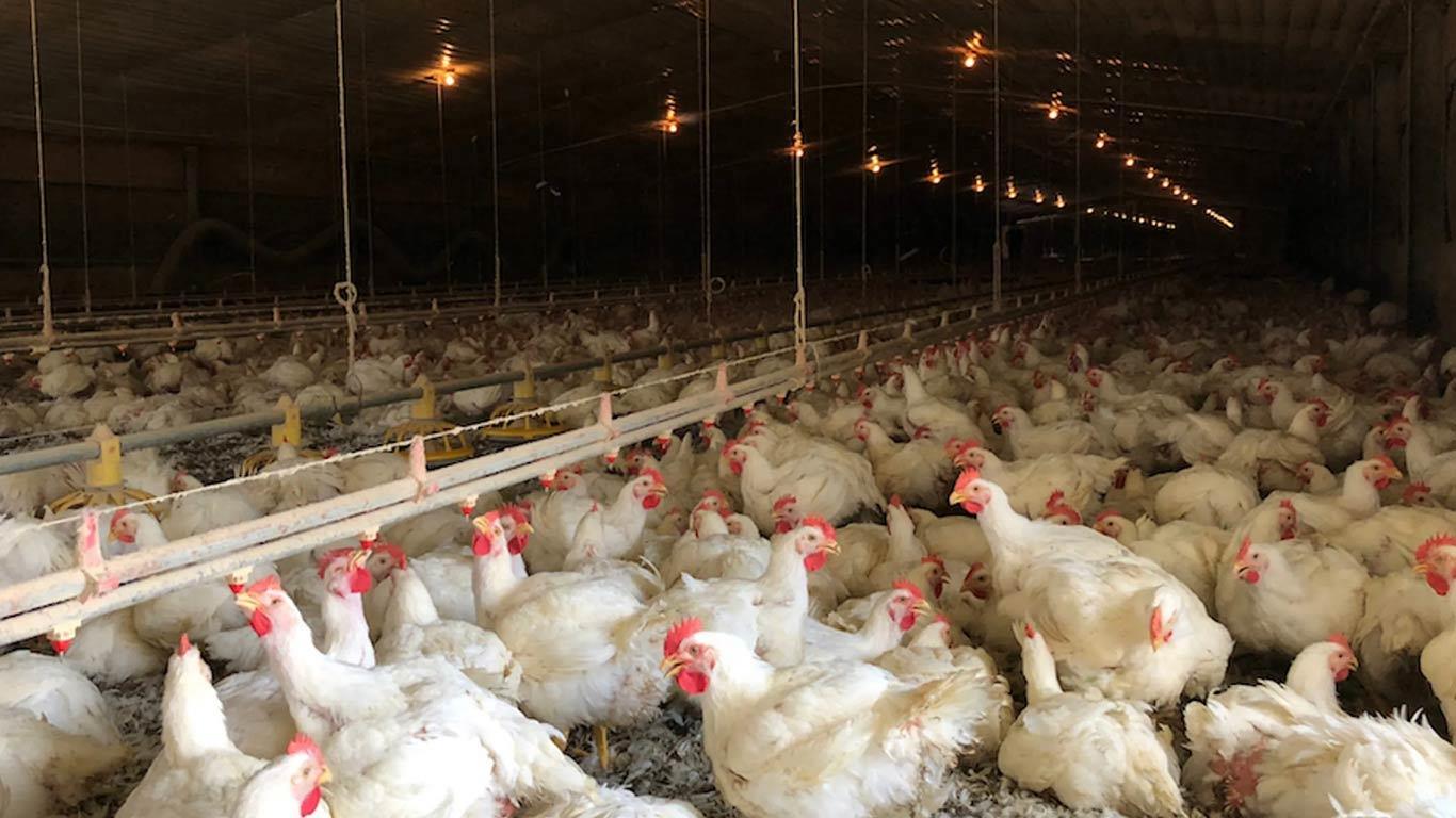 Indian Poultry Exports Soar To Reach New Heights In 2023 24 Menafncom