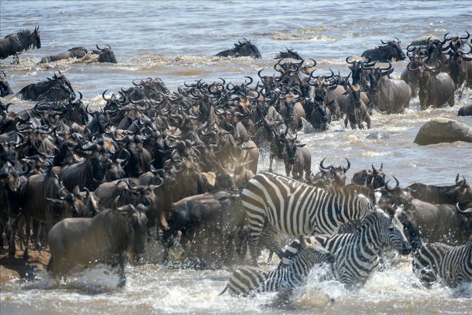 Serengeti Migration: Fire And Rain Affect How Zebras, Wildebeest And Gazelles Make The Journey Zebra and wildebeest taking part in the Serengeti migration.
        nikpal/iStock