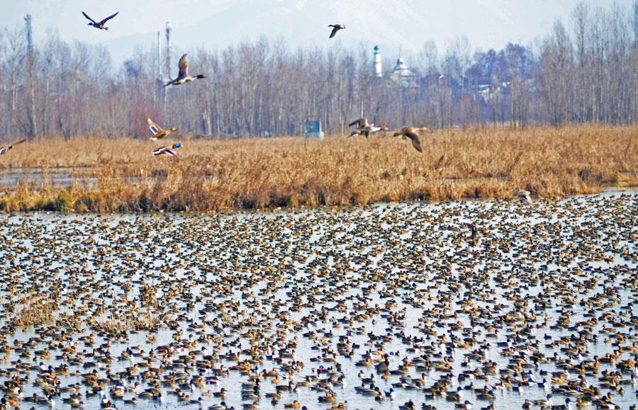 Wildlife Reserves 'Out Of Bounds' For Public In Kashmir