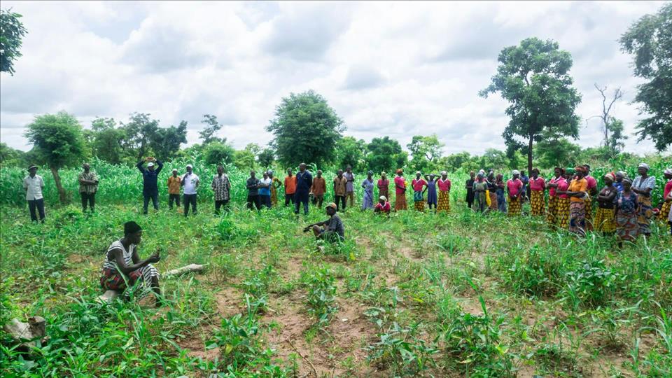 Ghana: Can Contract Farming Help Smallholder Farmers Build Resilience To Climate Change? Ghana: Can Contract Farming Help Smallholder Farmers Build Resilience To Climate Change?