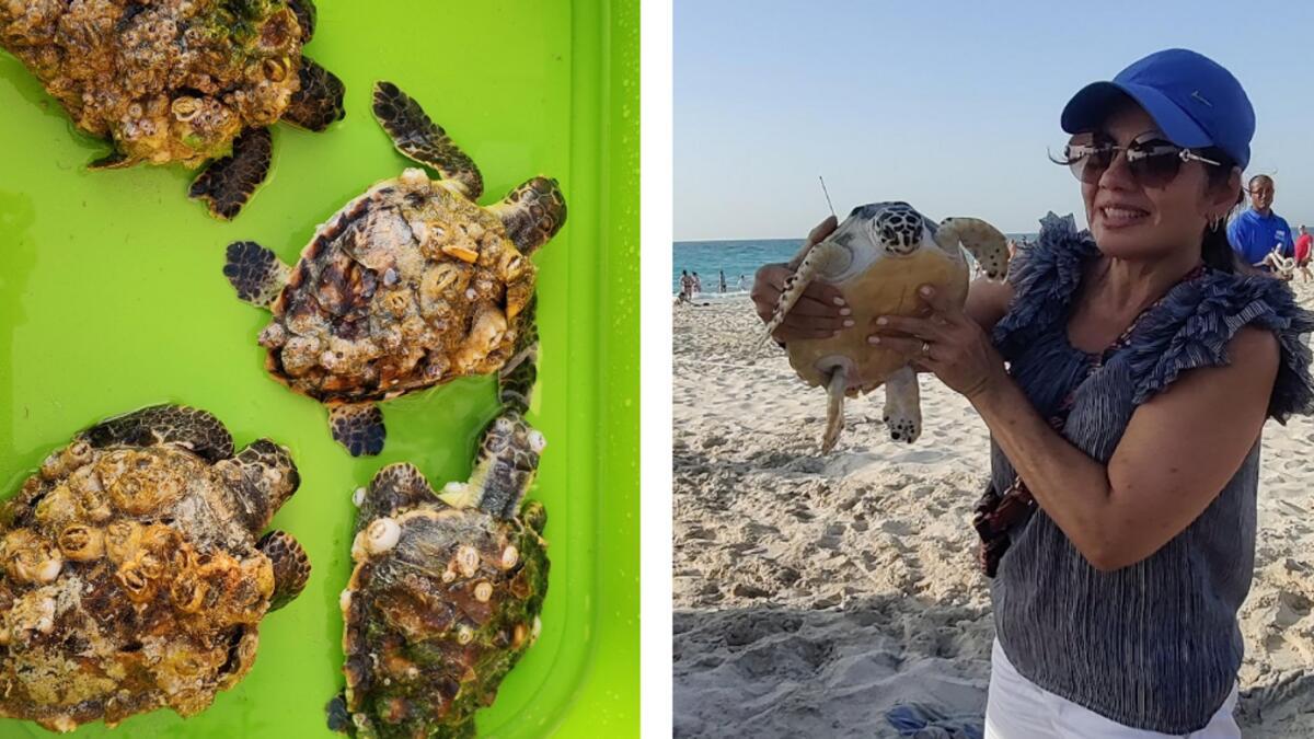 UAE: Meet The Volunteers Behind Saadiyat Island's Turtle Patrol In Abu Dhabi