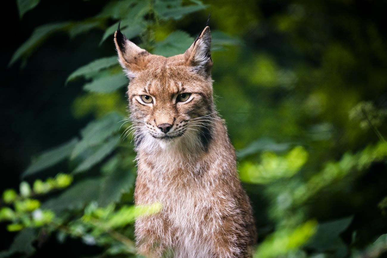 Swiss Lynx To Establish Population In Germany