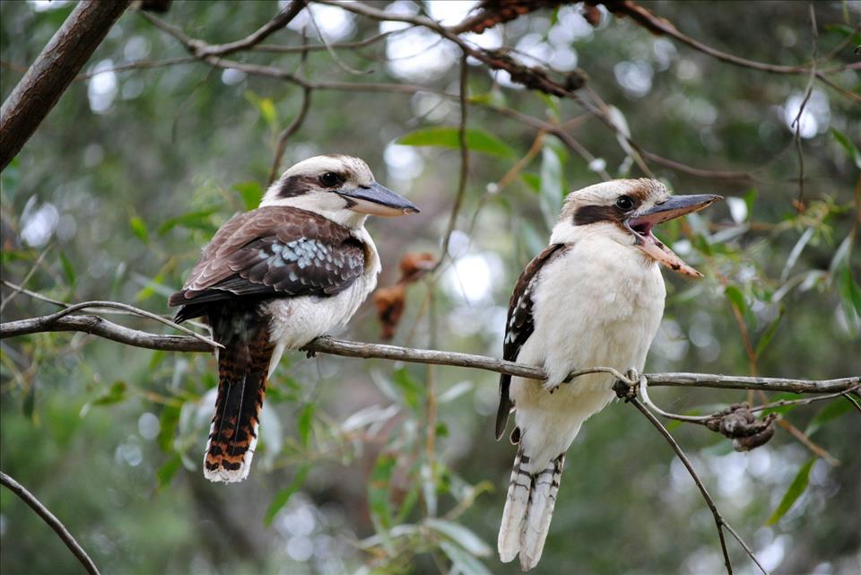 Why The Kookaburra's Iconic Laugh Is At Risk Of Being Silenced