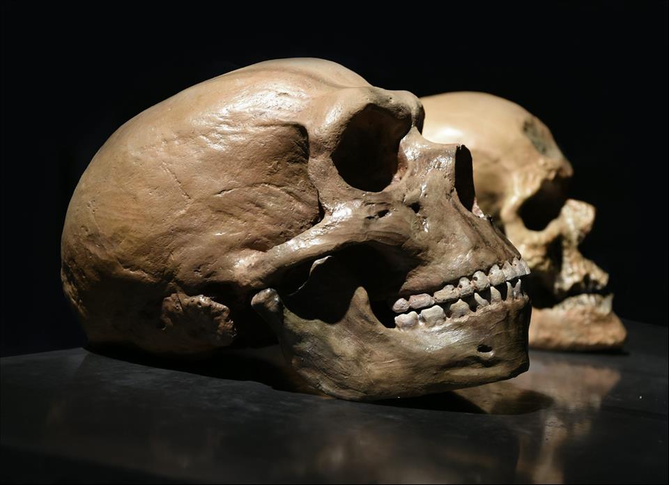 How Neanderthal Language Differed From Modern Human They Probably Didn't Use Metaphors - Vimarsana News