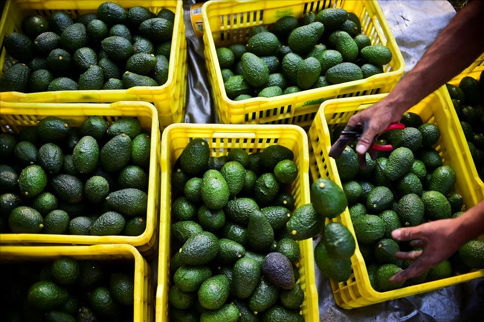 Avocados Are A 'green Gold' Export For Mexico, But Growing Them Is 