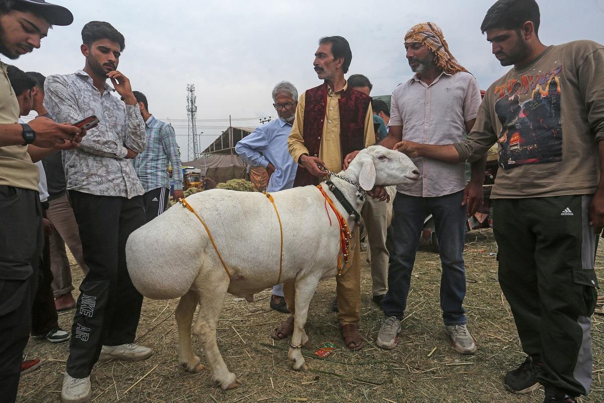 Eid Ul Azha 2024: Kajuwala To Jaisalmeri, Elite Sheep Breeds Flood Kashmir Markets - Vimarsana News