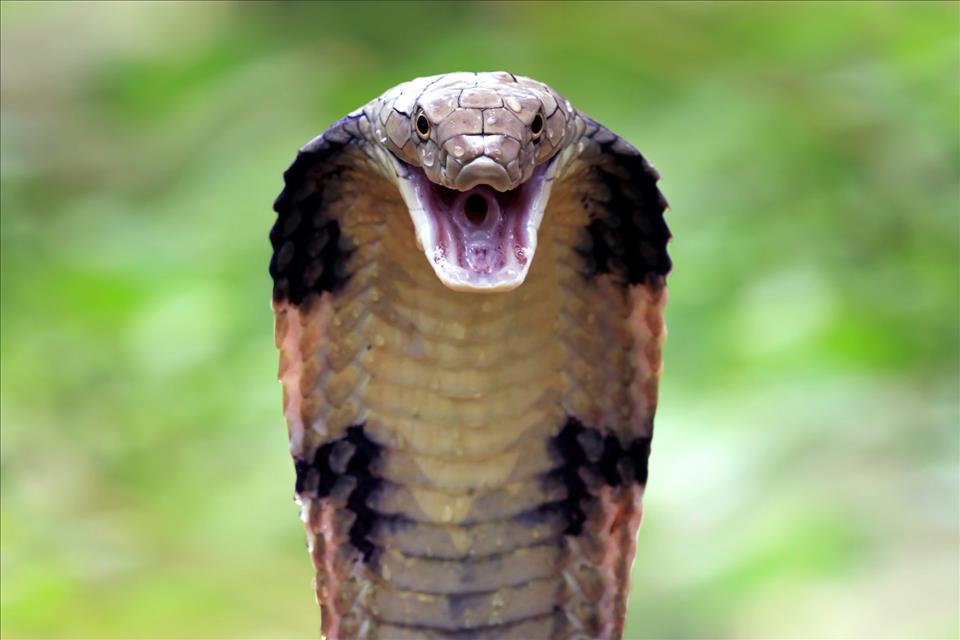 How A Century-Old Drug Could Revolutionise Cobra Bite Treatment