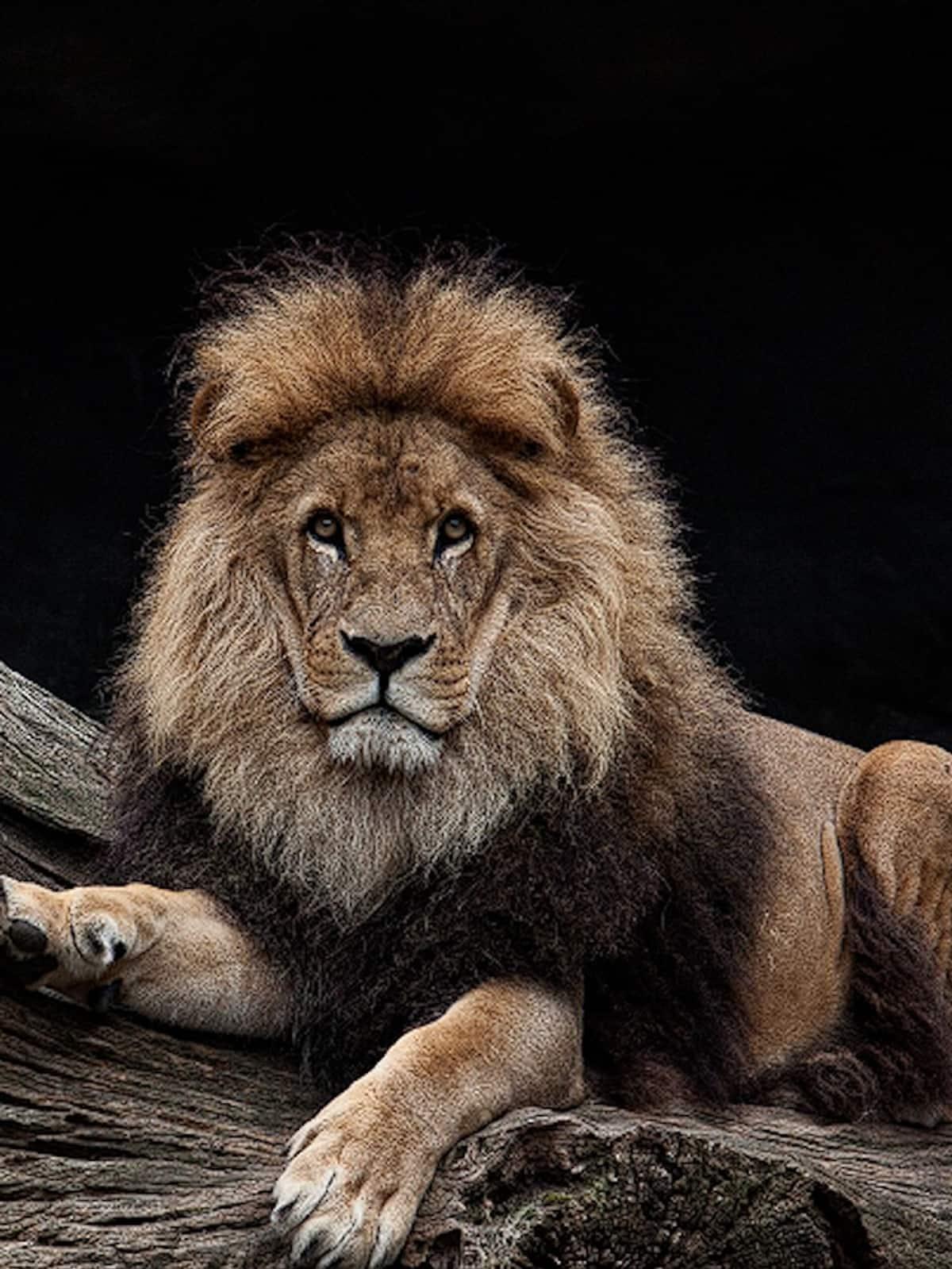 World Lion Day 2024 7 Interesting Facts You Did Not Know About Lions