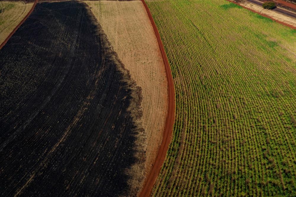Worst Drought In 40 Years Puts Brazil's Major Crops At Risk