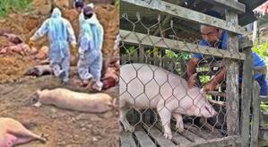 9Th Case Of African Swine Fever Confirmed In South Korea, India Vigilant 9Th Case Of African Swine Fever Confirmed In South Korea, India Vigilant