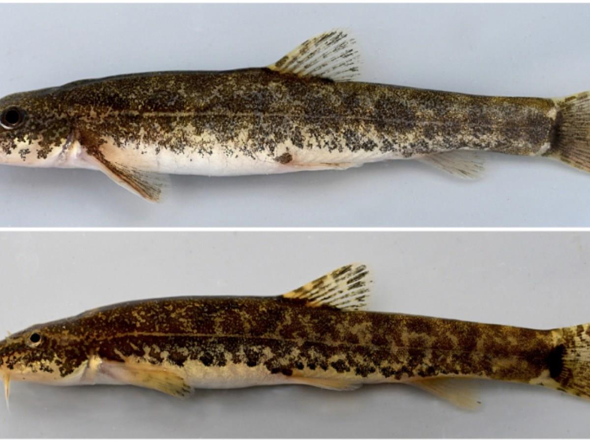 Swiss People To Help Name New Swiss Fish Species