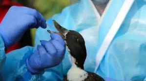Bird Flu Confirmed In Bihar's Jehanabad After Crow Deaths, Authorities ...