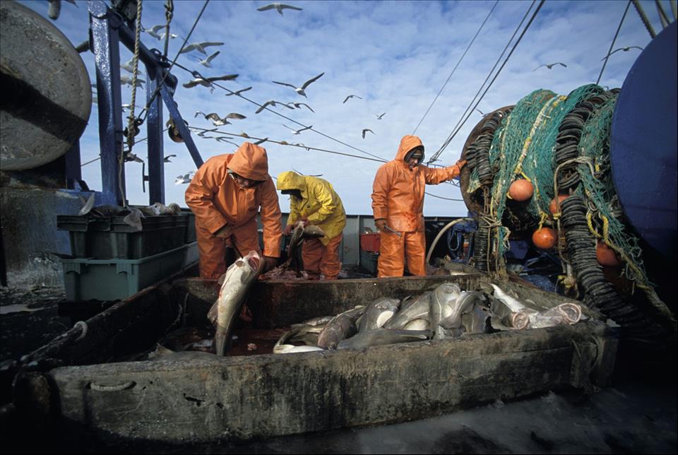 The 'Sustainable' Cod In Your Shopping Basket May Be No Such Thing  New Study Reveals Mislabelling Jeff Rotman/Alamy Stock Photo