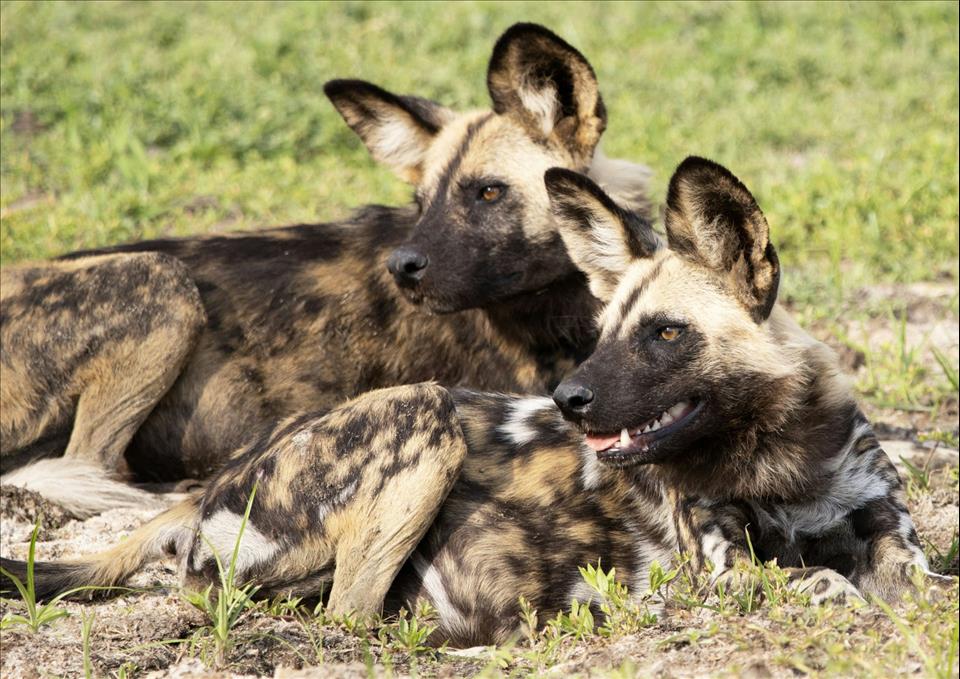 African Wild Dogs: DNA Tests Of Their Faeces Reveal Surprises About What They Eat African wild dogs.
        Courtesy Bruce Crossey