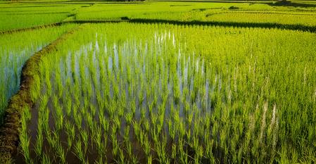 TN Agri Technocrats Seek Efficient Use Of Water Resources, Recommend Timely Paddy Cultivation TN Agri Technocrats Seek Efficient Use Of Water Resources, Recommend Timely Paddy Cultivation
