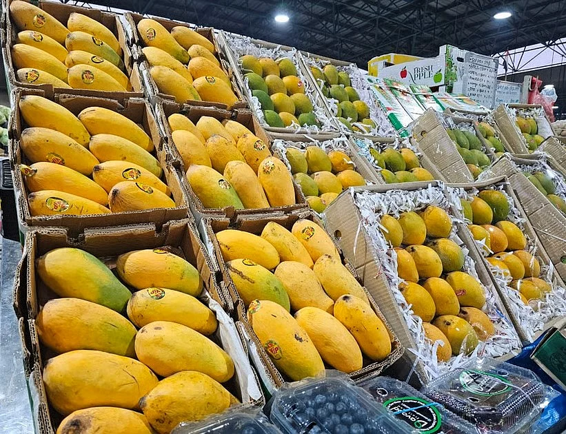 UAE: Sharjah's Mango Festival To Begin From June 27  UAE: Sharjah's Mango Festival To Begin From June 27