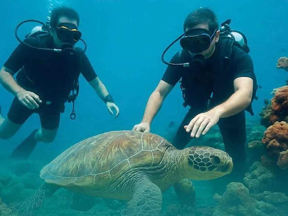 UAE: Fujairah Detects Multiple Marine Violations Affecting Coral Reefs, Fish, Turtles  UAE: Fujairah Detects Multiple Marine Violations Affecting Coral Reefs, Fish, Turtles