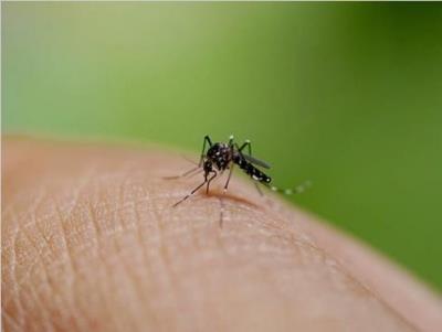 Bangladesh: One More Person Dies Due To Dengue, 2025 Fatalities Rise To 115 Bangladesh: One More Person Dies Due To Dengue, 2025 Fatalities Rise To 115