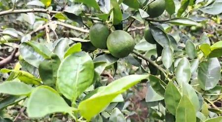 Odisha: Angul Lemons Exported To US, Farmers Reap Higher Profits Odisha: Angul Lemons Exported To US, Farmers Reap Higher Profits