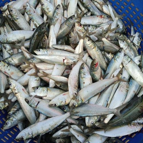 Climate Variability Reshaping Indian Sardine's Dynamics: Study