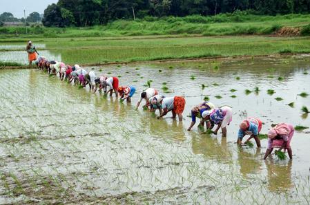 India's Kharif Crop Sowing Crosses 1,121 Lakh Hectares, Area Under Maize Jumps 12 Pc India's Kharif Crop Sowing Crosses 1,121 Lakh Hectares, Area Under Maize Jumps 12 Pc