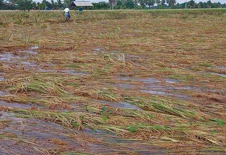 Heavy Rain Submerges Paddy Crop In TN's Thanjavur, Farmers Fear Losses