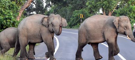 Two Wild Elephants Die In TN's Coimbatore District Two Wild Elephants Die In TN's Coimbatore District