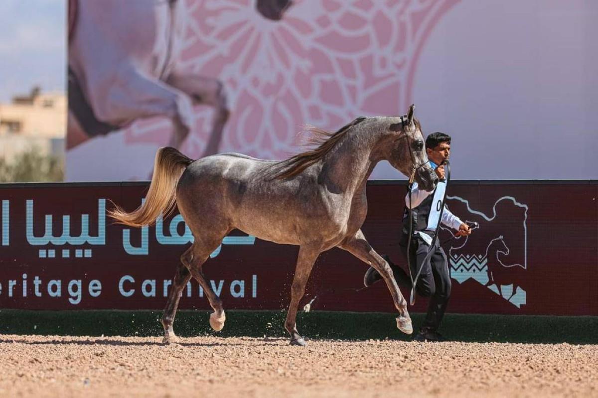 بتنظيم إماراتي.. بطولة الوطن لجمال الخيل العربية تختتم فعالياتها في بنغازي بتنظيم إماراتي.. بطولة الوطن لجمال الخيل العربية تختتم فعالياتها في بنغازي