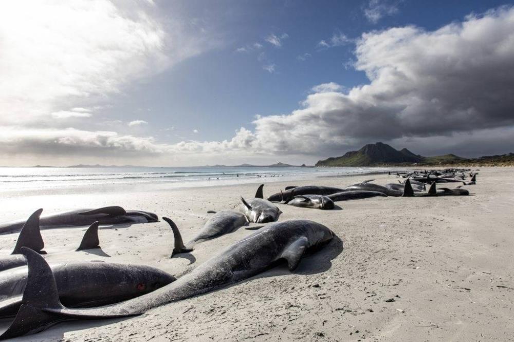 Dozens Of Pilot Whales Die After Stranding In New Zealand Dozens Of Pilot Whales Die After Stranding In New Zealand