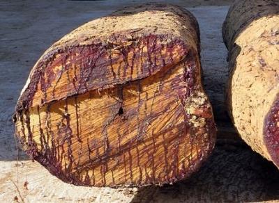 West Africa's Environmental Integrity Threatened By Chinese Projects: Report