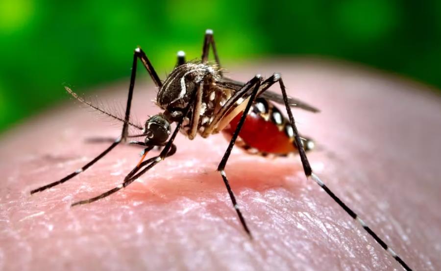 Oropouche Virus Disease Reported Across Seven Panama Regions - Oropouche Virus Disease Reported Across Seven Panama Regions -