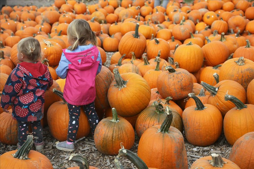 Pumpkins' Journey From Ancient Food Staple To Spicy Fall Obsession Spans Thousands Of Years Pumpkin patch excursions have become a fall staple in many U.S. households.          Creative Touch Imaging Ltd./NurPhoto via Getty Images