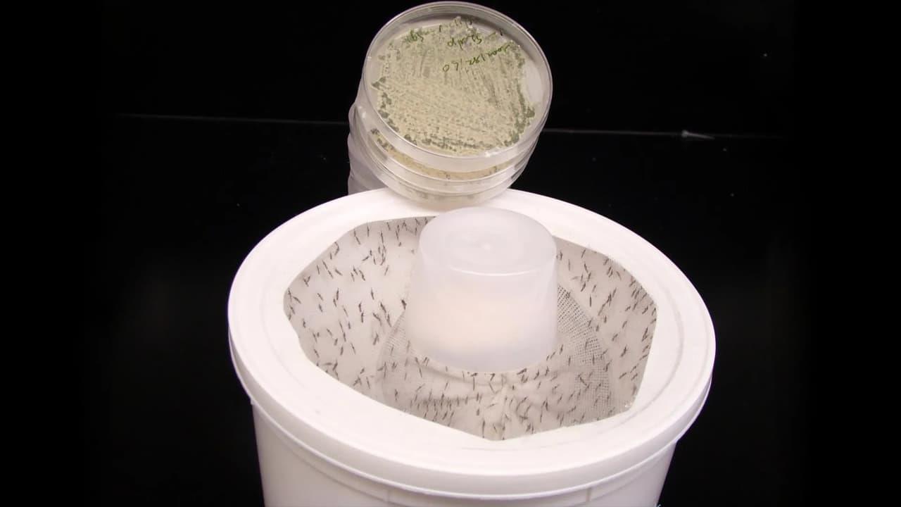 Scientists Create Perfumed Fungus That Attracts And Kills Mosquitoes Scientists Create Perfumed Fungus That Attracts And Kills Mosquitoes