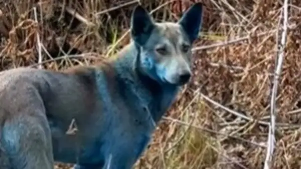 Blue Dogs Of Chernobyl Mystery Deepens After NGO Video Goes Viral - Is It AI Or Real? Blue Dogs Of Chernobyl Mystery Deepens After NGO Video Goes Viral - Is It AI Or Real?