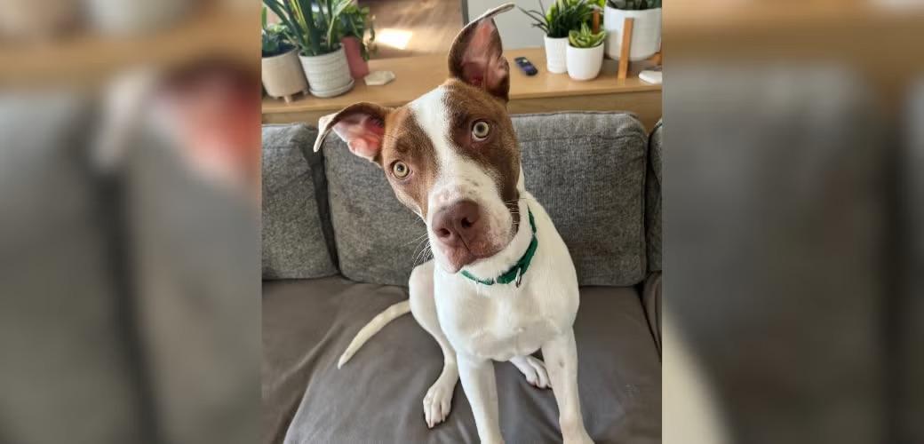 How Adopted Dog Yogi Brought Joy Back To His Adopted Home How Adopted Dog Yogi Brought Joy Back To His Adopted Home