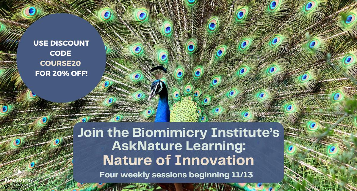 Asknature Learning: Nature Of Innovation Asknature Learning: Nature Of Innovation